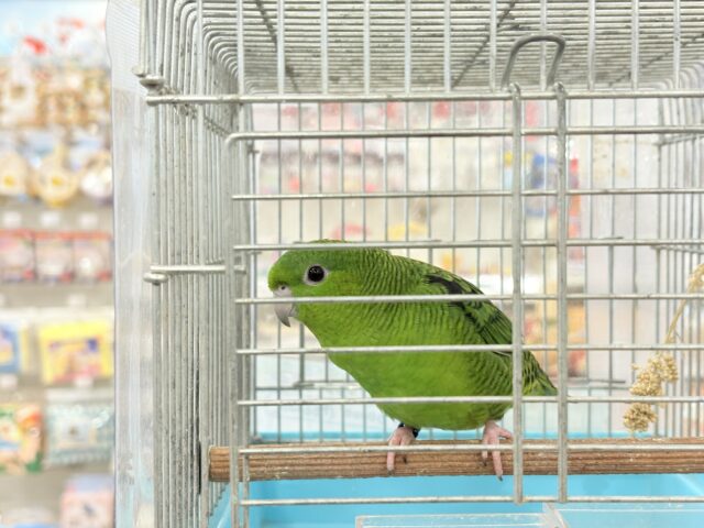 サザナミインコ