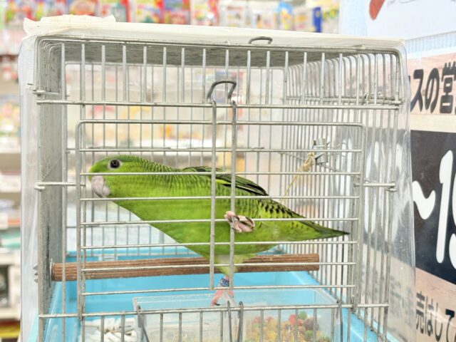 【最新画像更新🪄】ボクの大好物はリンゴだよ🍏サザナミインコ(ノーマル) サザナミインコ