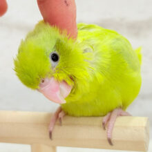 【最新画像更新🪄ひとり餌‪になりました☆】食欲旺盛‪☆活発ガール♬*°マメルリハ(アメリカンイエロー) 女の子 ヒナ