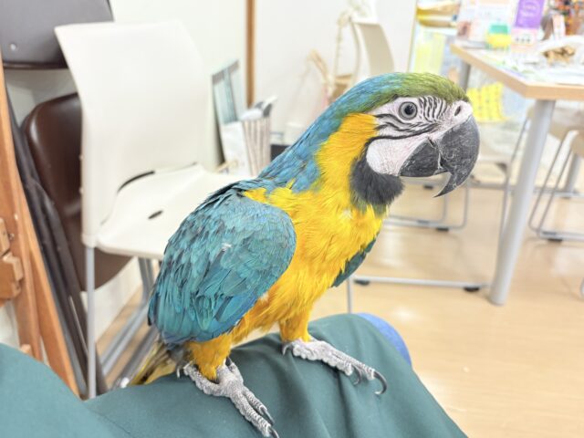 ルリコンゴウインコ