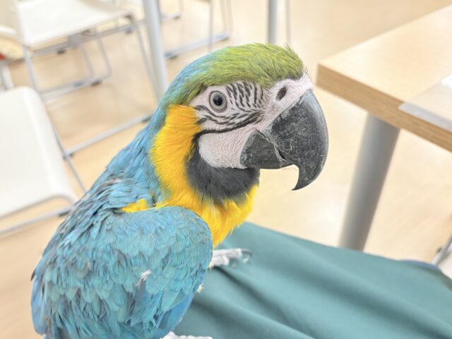 ルリコンゴウインコ