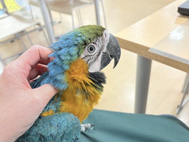 ルリコンゴウインコ