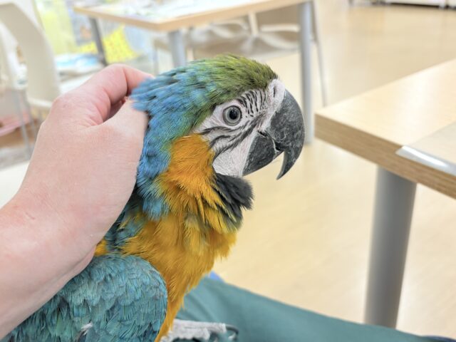 ルリコンゴウインコ