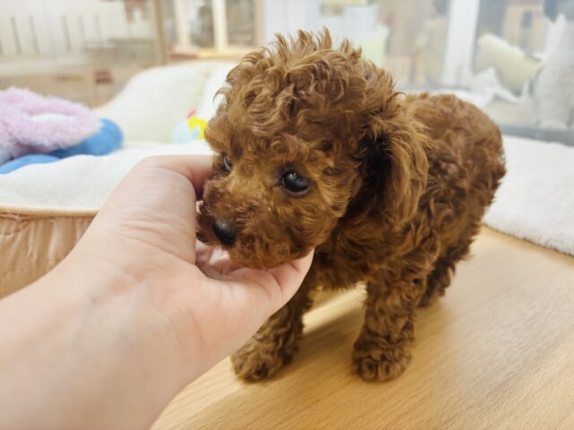 トイプードル