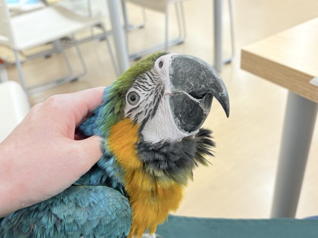 【最新画像更新🪄】👑初入舎👑鮮やか瑠璃色に魅せられる♡ルリコンゴウインコ(女の子) ルリコンゴウインコ