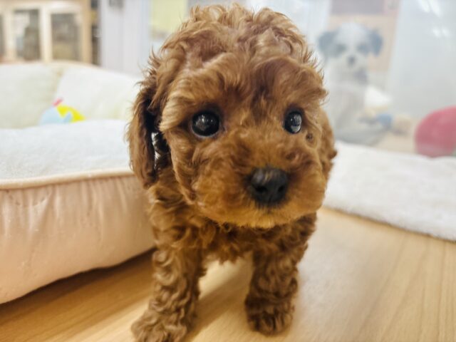 トイプードル