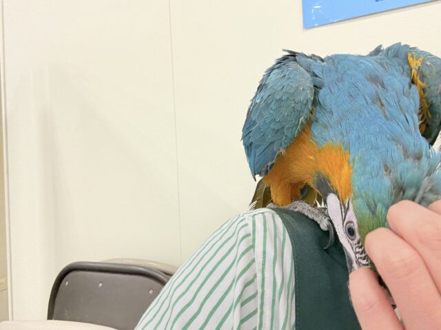 【最新画像更新🪄】👑初入舎👑鮮やか瑠璃色に魅せられる♡ルリコンゴウインコ(女の子) ルリコンゴウインコ