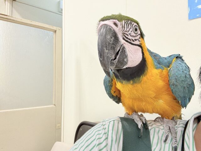 【最新画像更新🪄】👑初入舎👑鮮やか瑠璃色に魅せられる♡ルリコンゴウインコ(女の子) ルリコンゴウインコ