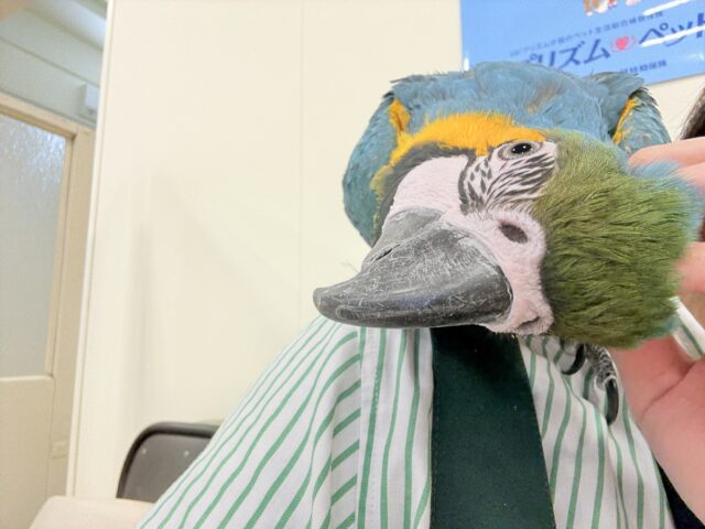 【最新画像更新🪄】👑初入舎👑鮮やか瑠璃色に魅せられる♡ルリコンゴウインコ(女の子) ルリコンゴウインコ