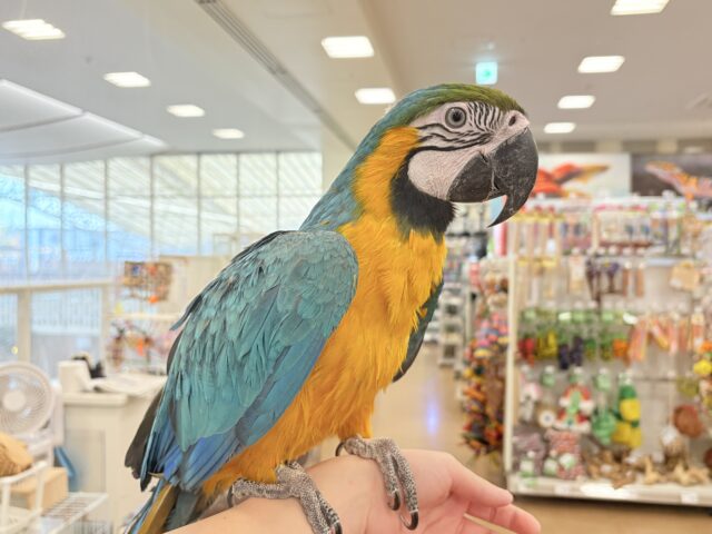 ルリコンゴウインコ