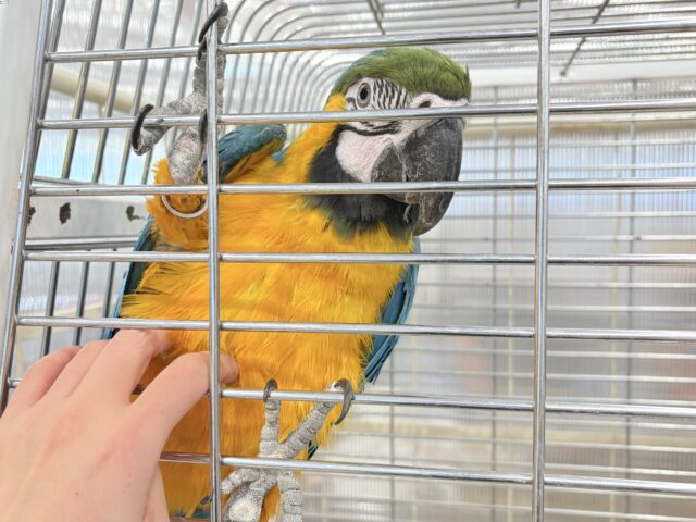 ルリコンゴウインコ