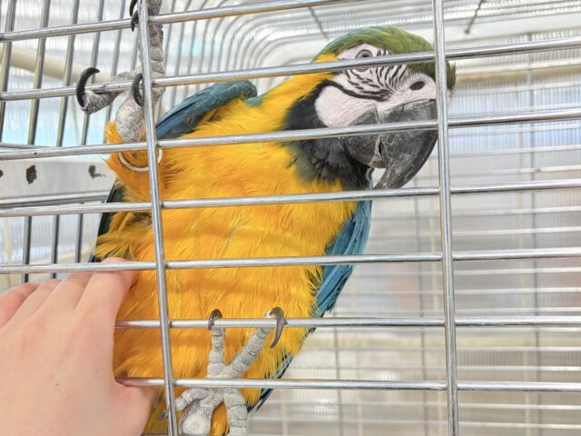 【最新画像更新🪄】👑初入舎👑鮮やか瑠璃色に魅せられる♡ルリコンゴウインコ(女の子) ルリコンゴウインコ