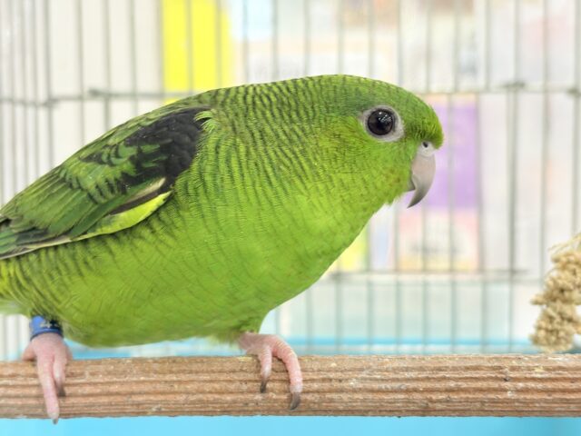 【最新画像更新🪄】ボクの大好物はリンゴだよ🍏サザナミインコ(ノーマル) サザナミインコ