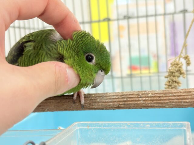 サザナミインコ