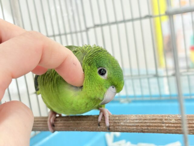 サザナミインコ
