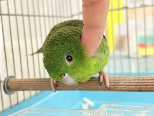 サザナミインコ