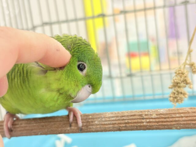 サザナミインコ