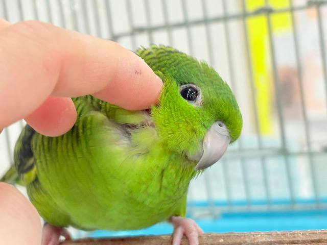 【最新画像更新🪄】ボクの大好物はリンゴだよ🍏サザナミインコ(ノーマル) 【最新画像更新🪄】ボクの大好物はリンゴだよ🍏サザナミインコ(ノーマル)