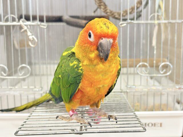 コガネメキシコインコ