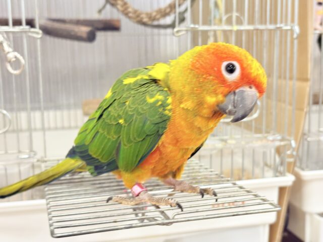 【最新画像更新🪄ひとり餌になりました☆】情熱カラーの元気っ子🌻🧡コガネメキシコインコ(男の子) ヒナ コガネメキシコインコ