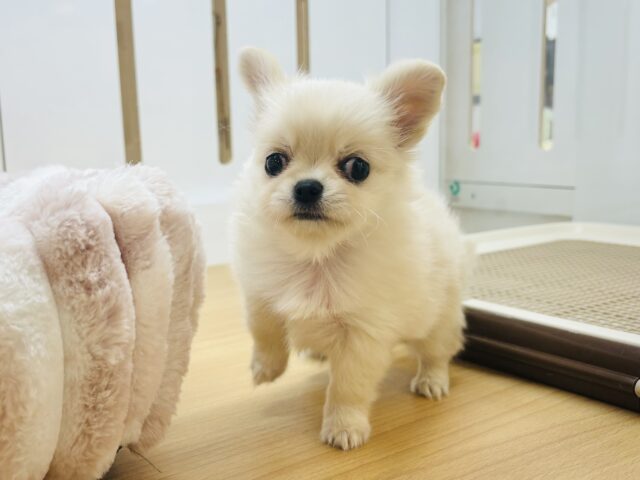 チワワ