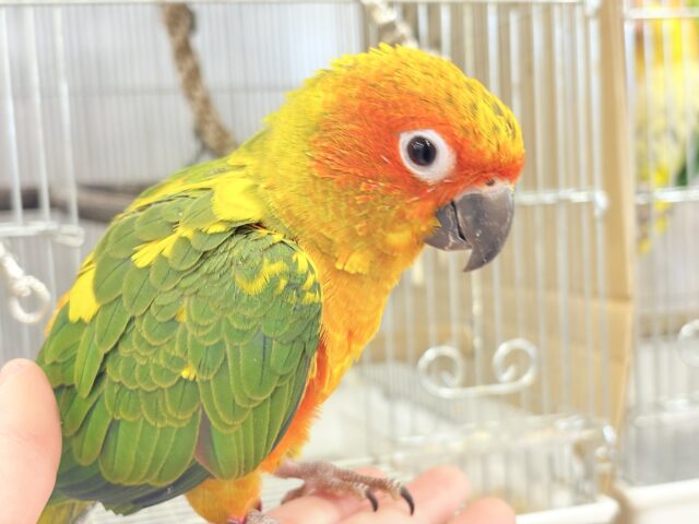 【最新画像更新🪄ひとり餌になりました☆】情熱カラーの元気っ子🌻🧡コガネメキシコインコ(男の子) ヒナ コガネメキシコインコ