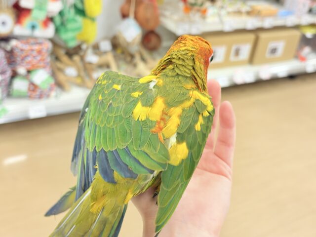 【最新画像更新🪄ひとり餌になりました☆】情熱カラーの元気っ子🌻🧡コガネメキシコインコ(男の子) ヒナ コガネメキシコインコ