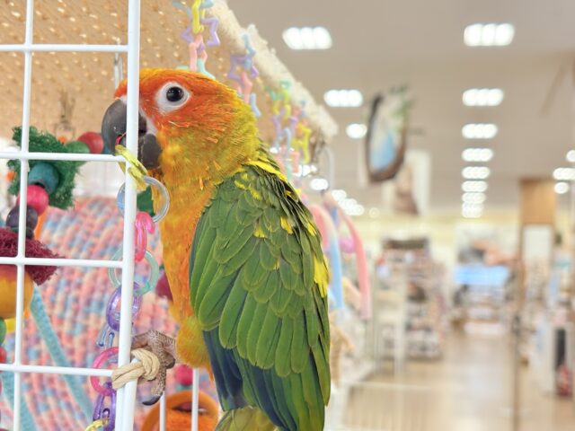 コガネメキシコインコ