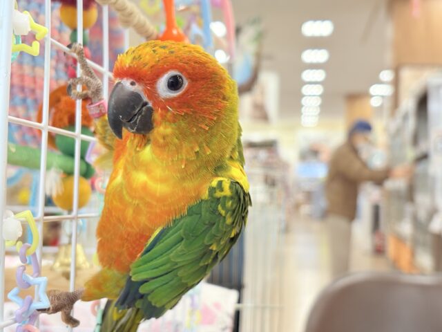 コガネメキシコインコ
