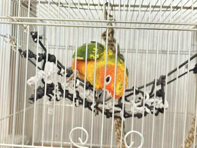 コガネメキシコインコ