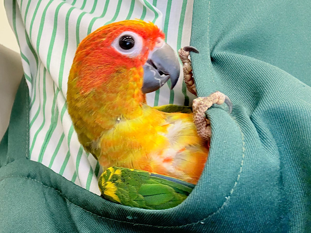 【最新画像更新🪄ひとり餌になりました☆】情熱カラーの元気っ子🌻🧡コガネメキシコインコ(男の子) ヒナ 【最新画像更新🪄ひとり餌になりました☆】情熱カラーの元気っ子🌻🧡コガネメキシコインコ(男の子) ヒナ