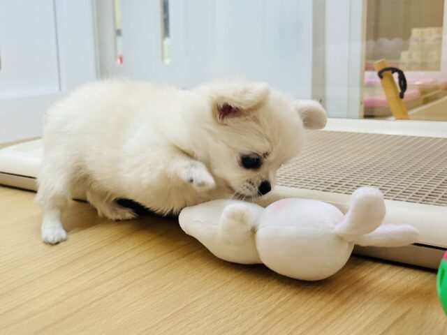 チワワ