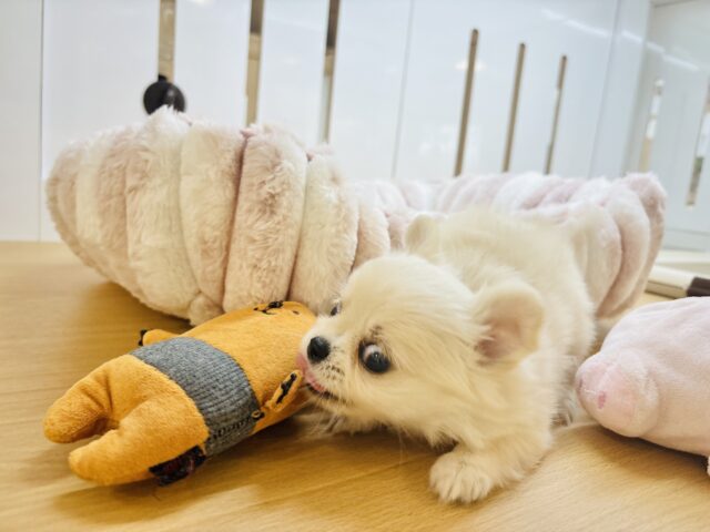 チワワ