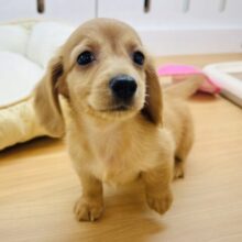 僕の可愛さで困らせちゃう♡ミニチュアダックスフンドくん！