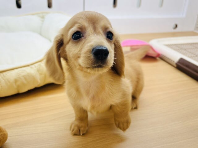 僕の可愛さで困らせちゃう♡ミニチュアダックスフンドくん！