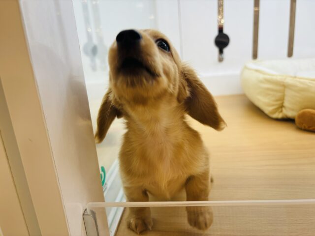 ミニチュアダックス