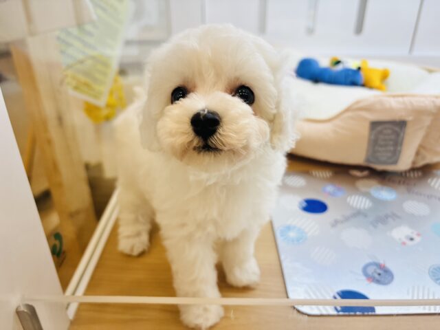 ビションプー