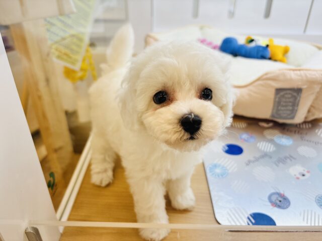 ビションプー