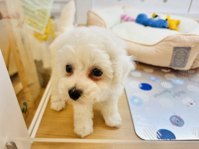 ビションプー