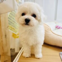 僕に惚れちゃった♥？ミックス犬くん(ビションフリーゼ×トイプードル)