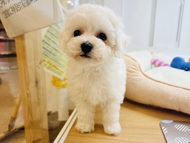 僕に惚れちゃった♥？ミックス犬くん(ビションフリーゼ×トイプードル)