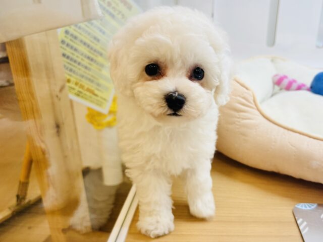 ビションプー