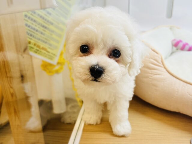 ビションプー