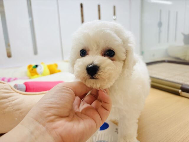 ビションプー