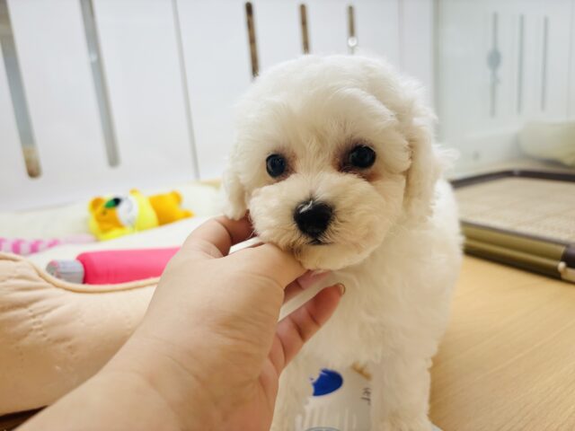 ビションプー