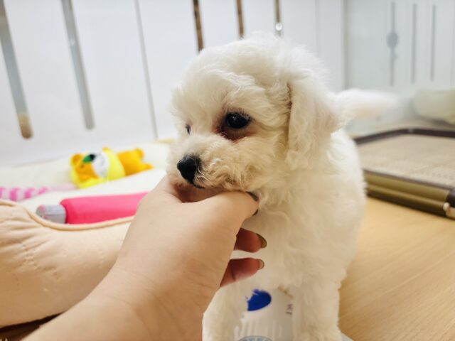 ビションプー