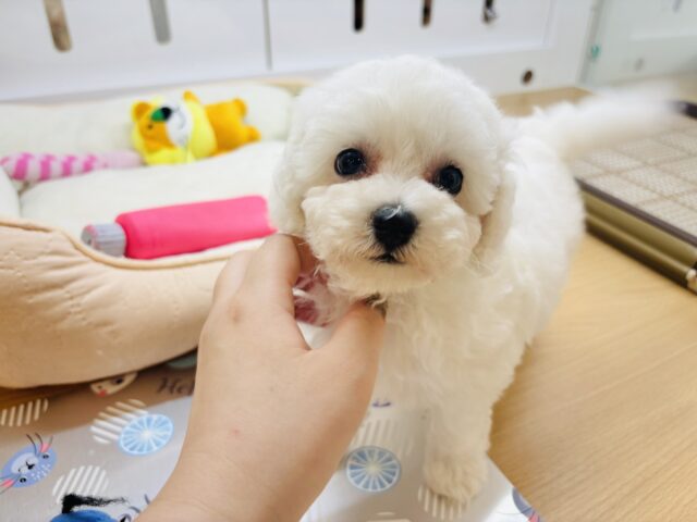 ビションプー