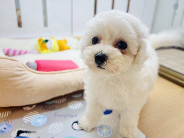 ビションプー
