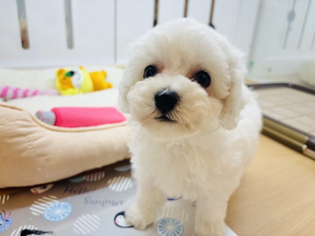 ビションプー