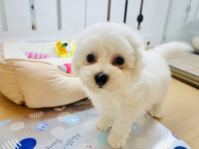 ビションプー